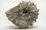 Bumpy Ammonite (Douvilleiceras) Fossil - Madagascar #205027-1